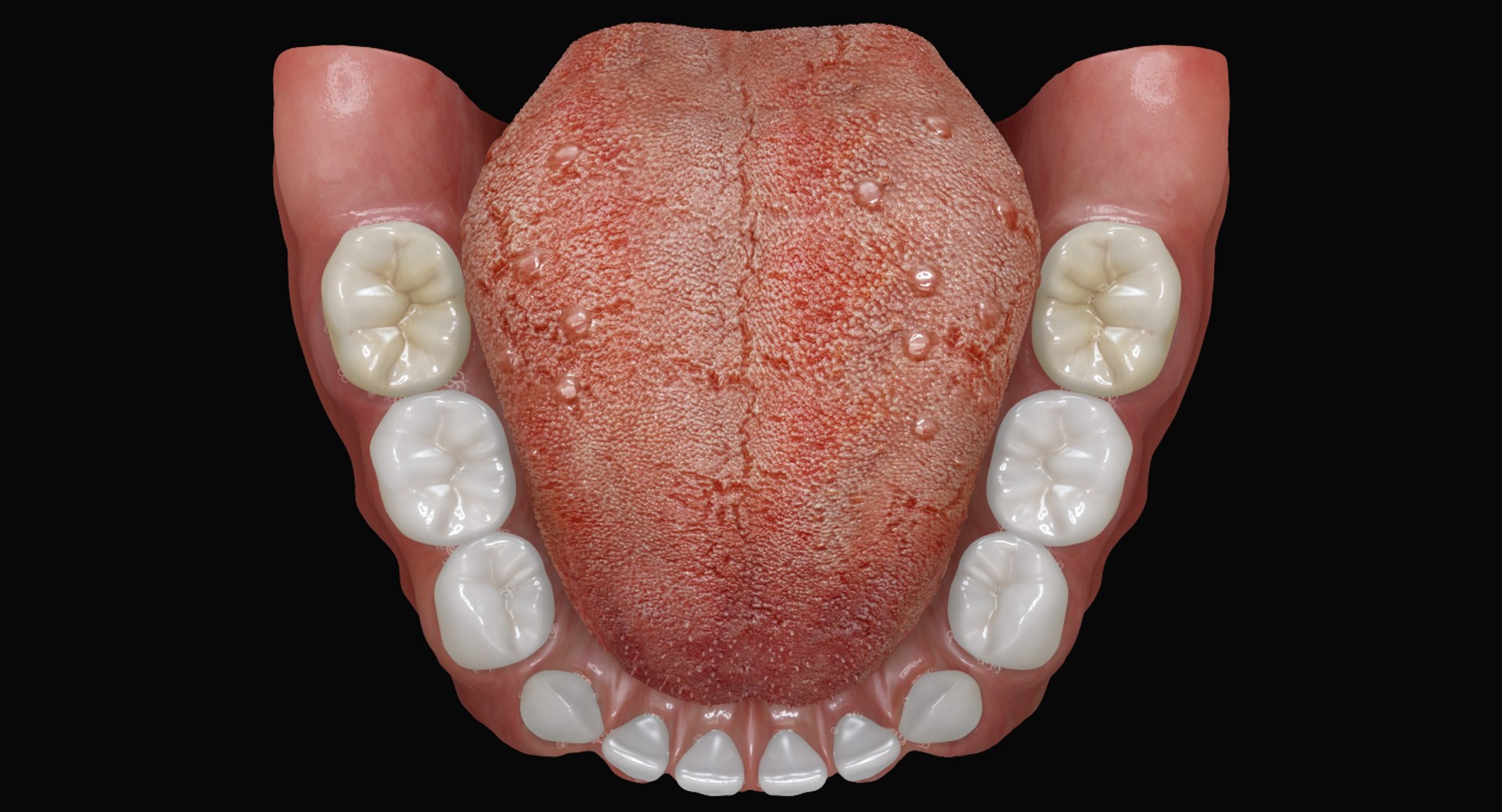 3ds max mixed dentition mouth tongue https://p.turbosquid.com/ts-thumb/HN/RP2eeW/nfbVDwZI/mdg_05/jpg/1441278192/1920x1080/fit_q87/97e429fc7814e4249311709cc9e863b6e4b0caeb/mdg_05.jpg