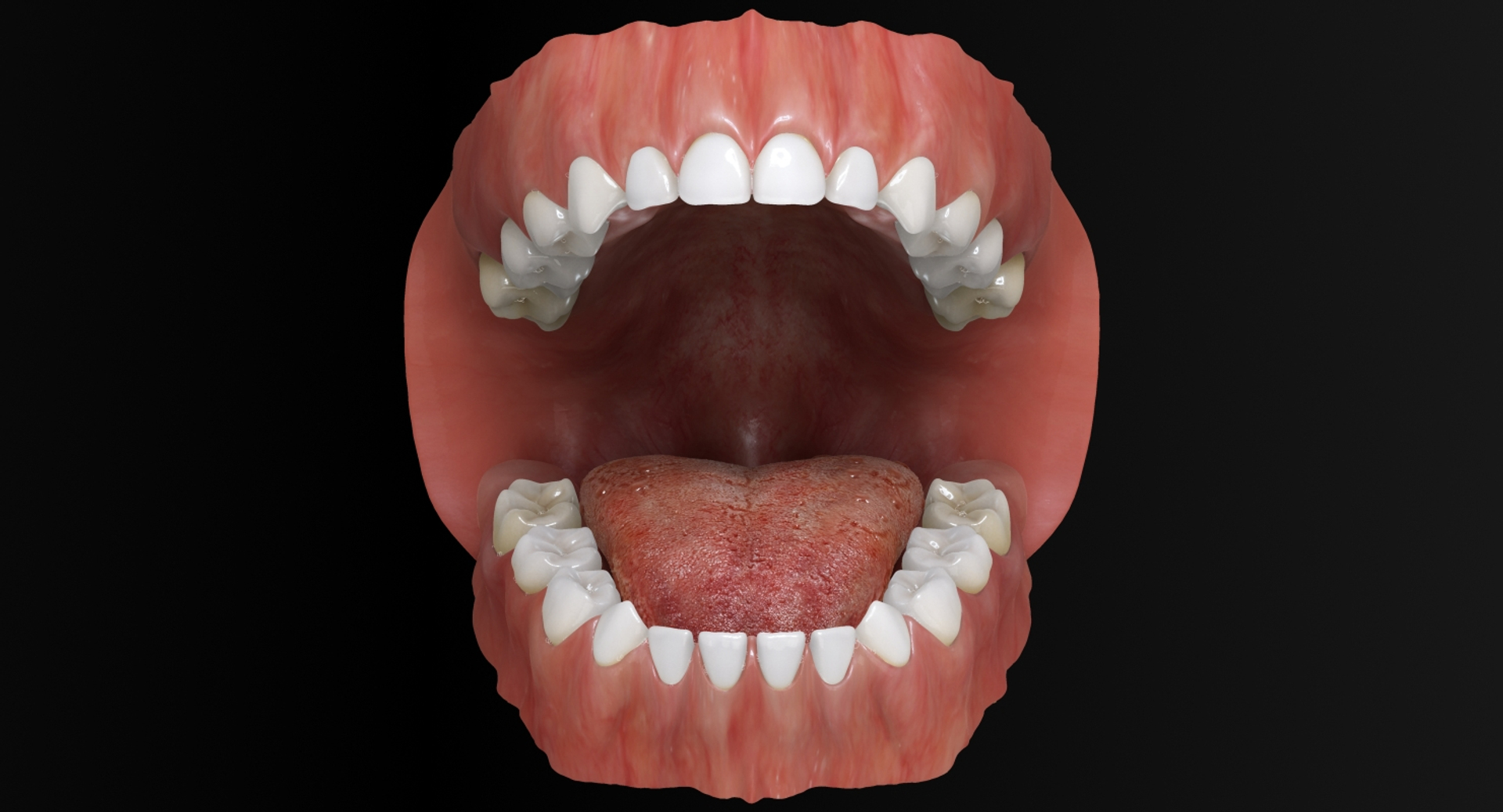 3ds max mixed dentition mouth tongue