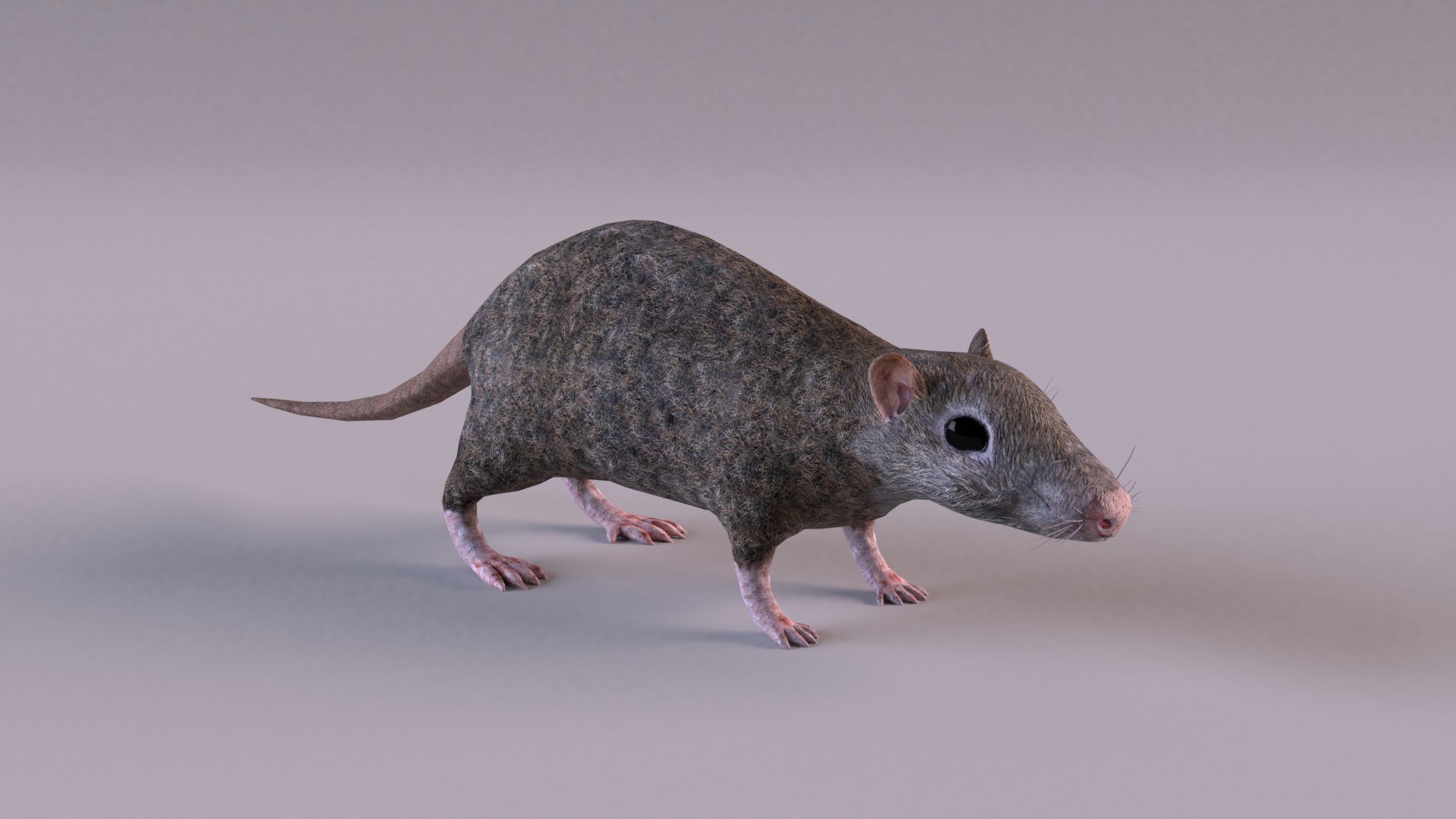 Rodents Collection 3D Model - TurboSquid 1998934