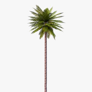 unreal date palm 3D