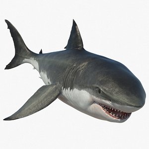 3D Great White Shark Rigged and Animation in Blender model - TurboSquid  2009398