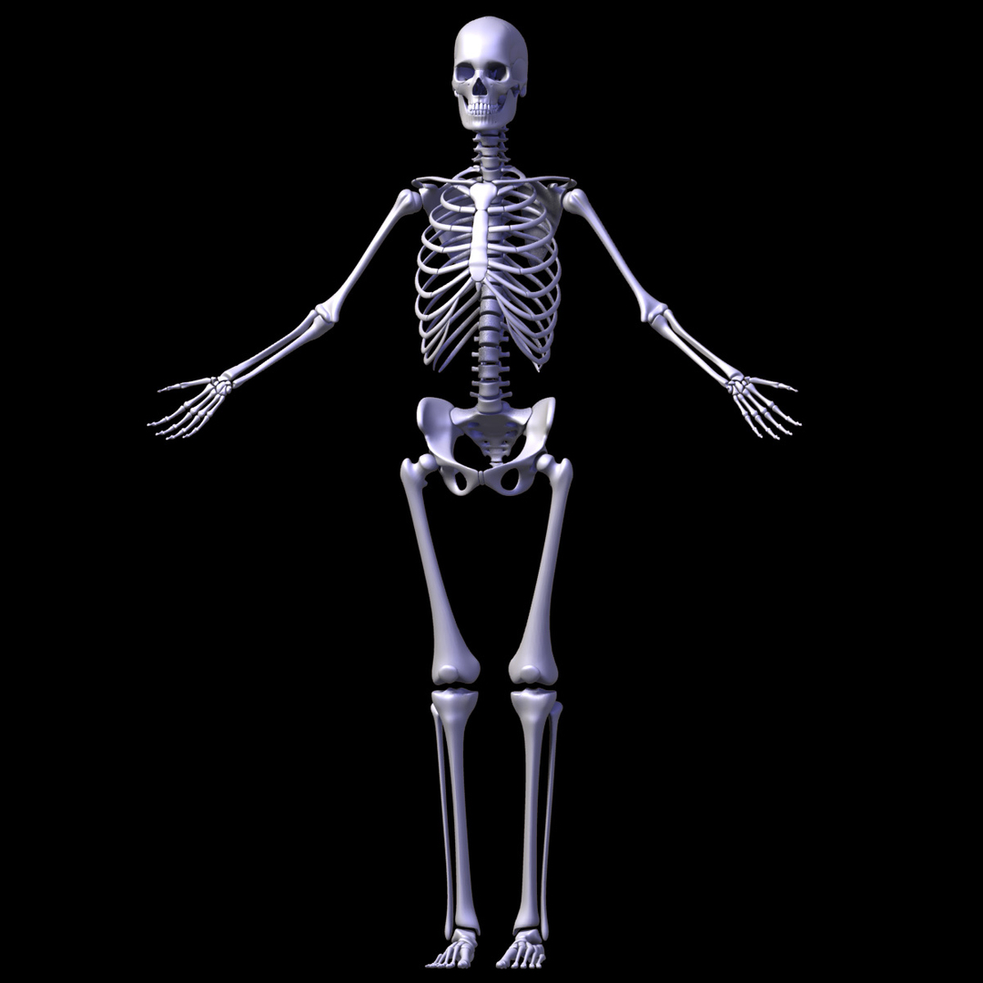 Zygote::Human 3D Female Skeleton