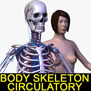 Body Circulatory Skeleton F