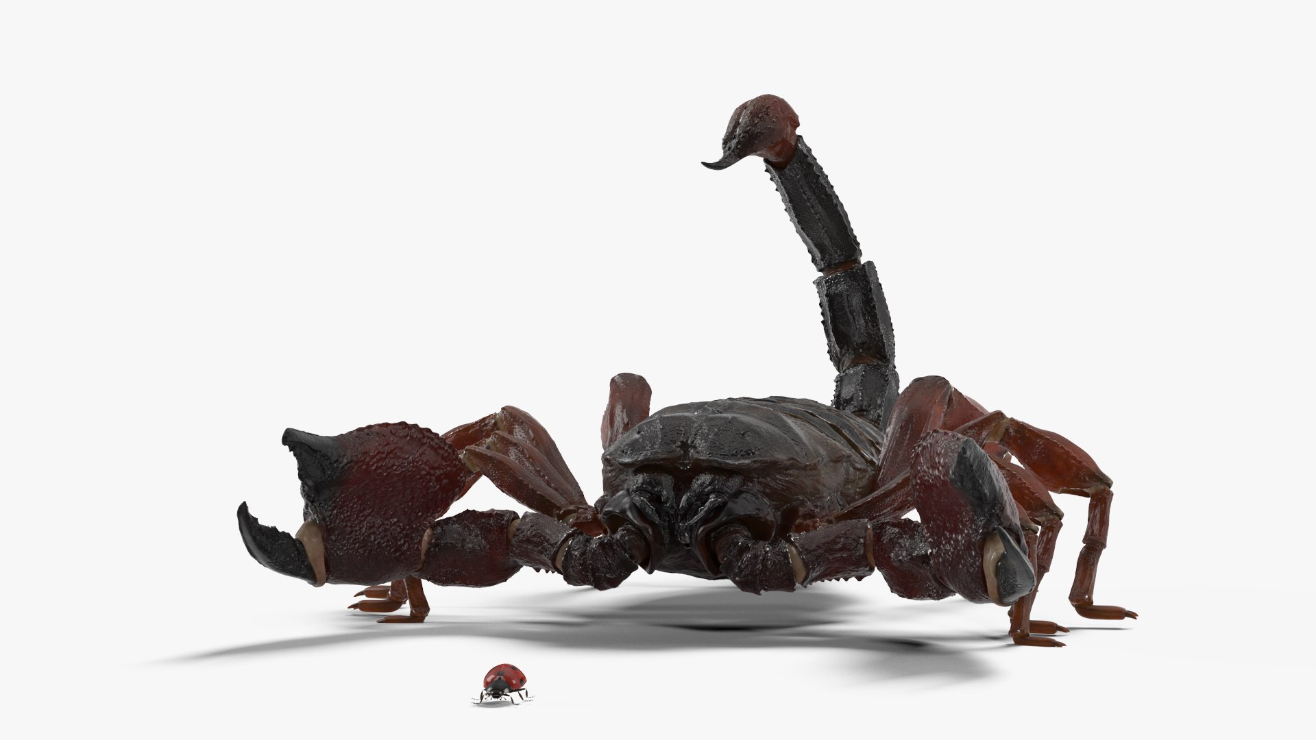 Hunting Scorpion Animated Rigged 3D Model - TurboSquid 2407539