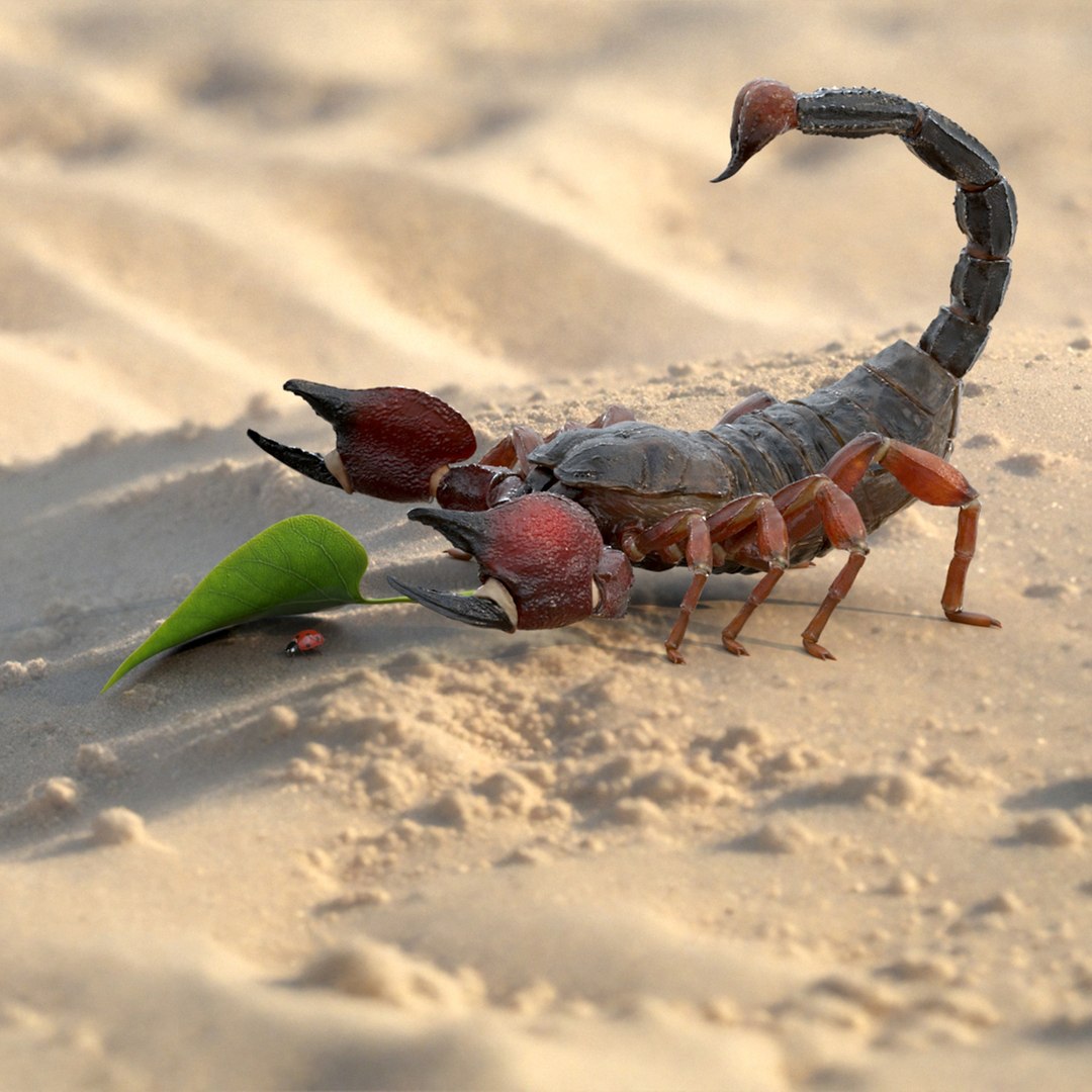 Hunting Scorpion  Animated Rigged 3D model https://p.turbosquid.com/ts-thumb/HN/w31maG/TI/hunting_scorpion_animated_rigged_001/jpg/1747256329/1920x1080/fit_q87/84f9ef269b54cf2891598bafb526b0020d797d5f/hunting_scorpion_animated_rigged_001.jpg