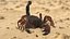 Hunting Scorpion  Animated Rigged 3D model