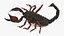 Hunting Scorpion  Animated Rigged 3D model