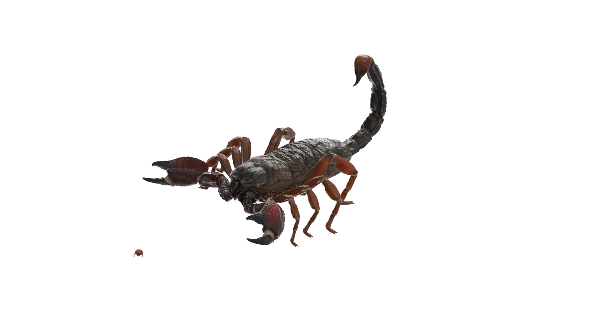 Hunting Scorpion Animated Rigged 3D Model - TurboSquid 2407539