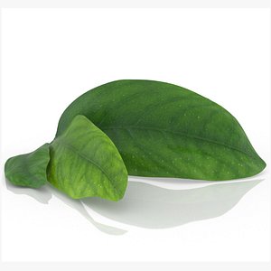 citrus leaf 3D