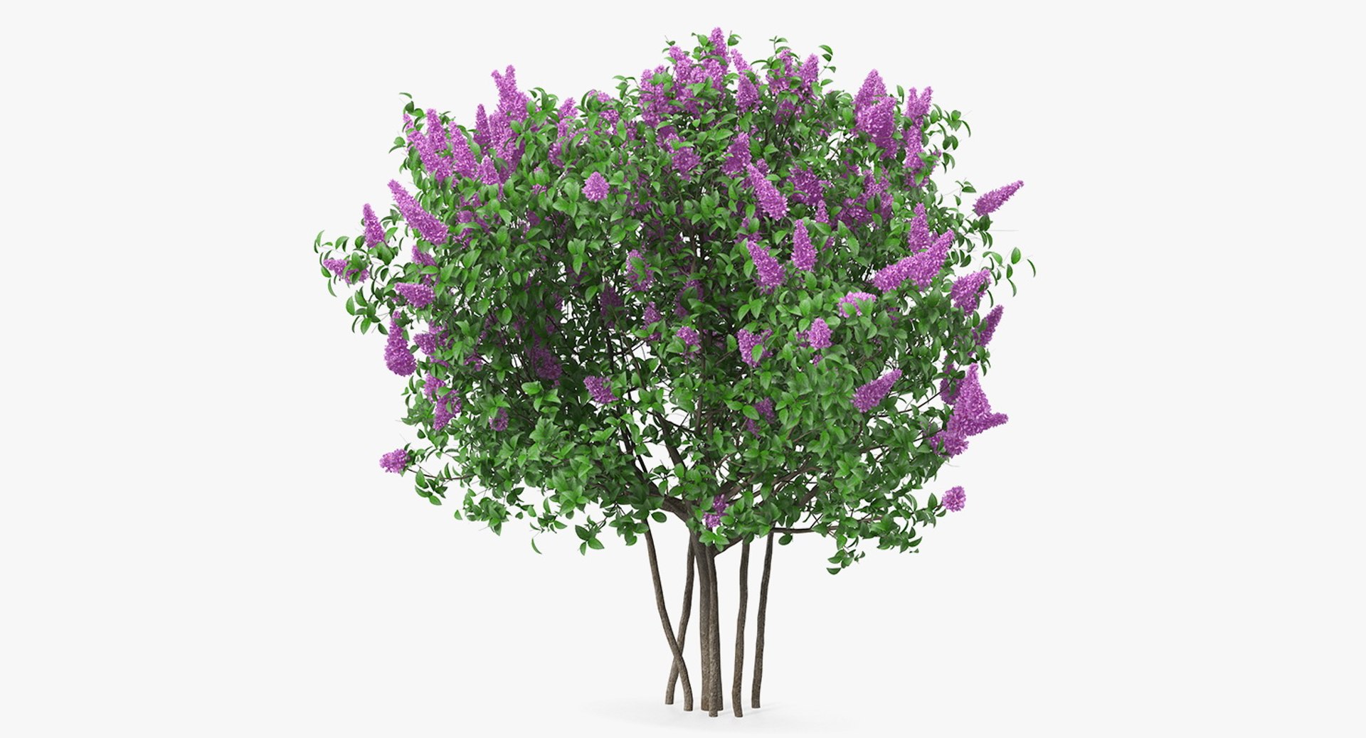 Syringa Vulgaris or Lilac Shrub 3D model preview