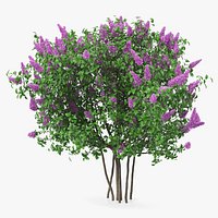Syringa Vulgaris or Lilac Shrub