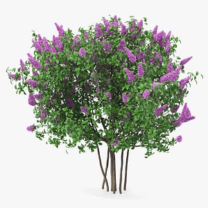 Syringa Vulgaris or Lilac Shrub