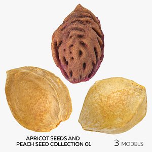 Apricot Seeds and Peach Seed Collection 01 - 3 models 3D model