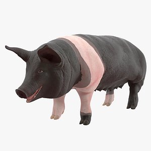 3D hampshire pig sow rigged model