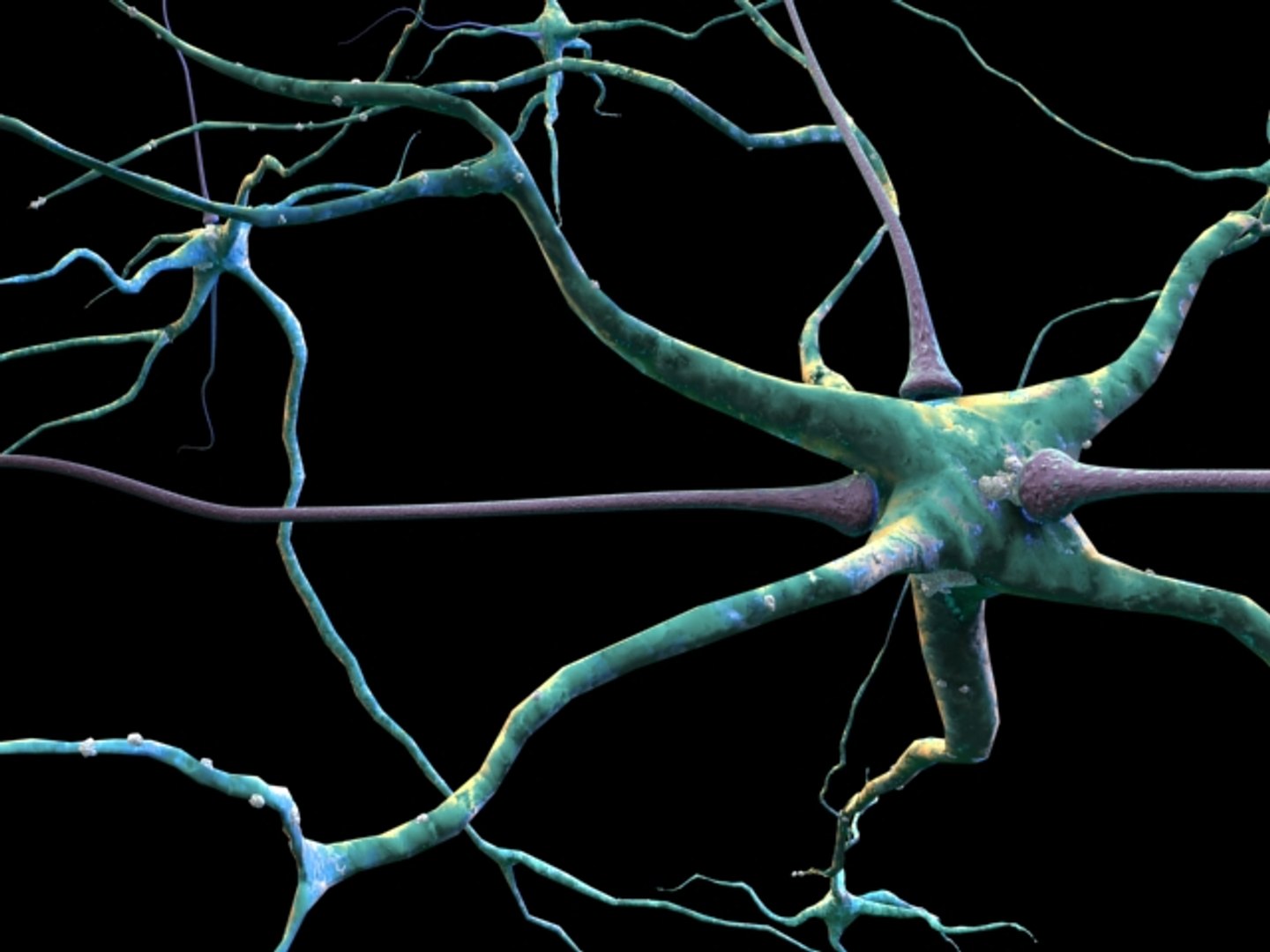 Max Neurons Nerve Cells