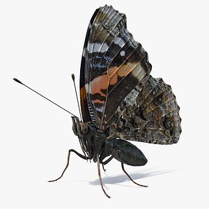 Red Admirable Butterfly Sitting Pose 3D Model