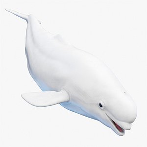 Beluga Whale 3D