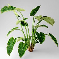 Elefant ear plant