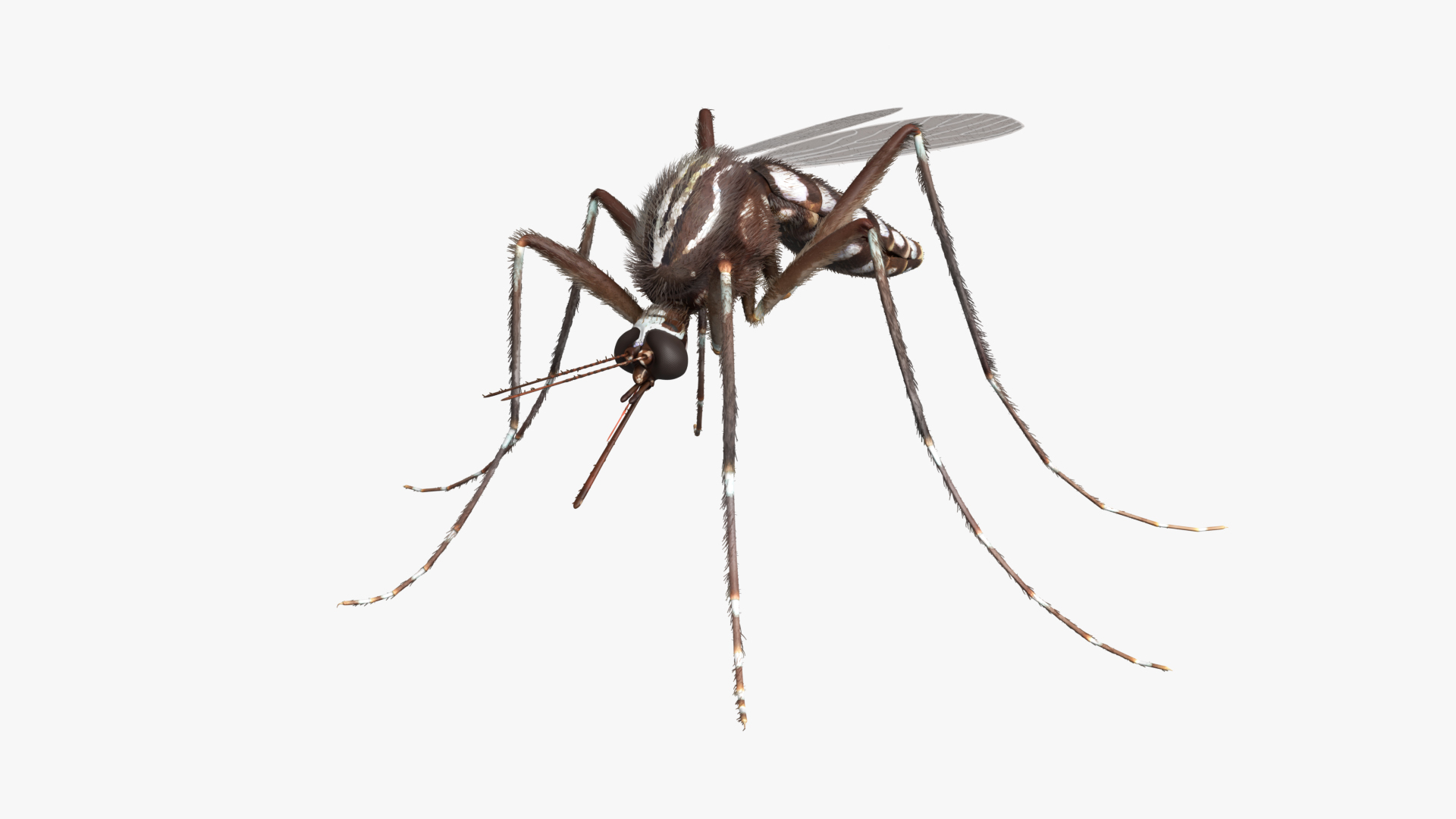 3D Mosquito Fur Rigged For Blender Animated Set Model - TurboSquid 2551747