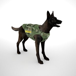 belgian malinois dark fawn model