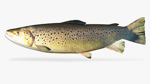 3D model brown trout