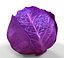 Purple Cabbage