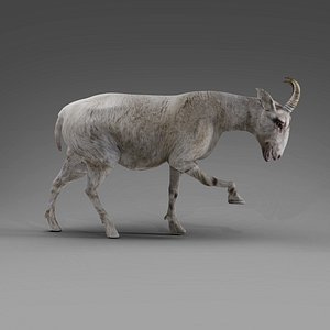 Goat 3D Models For Download | TurboSquid