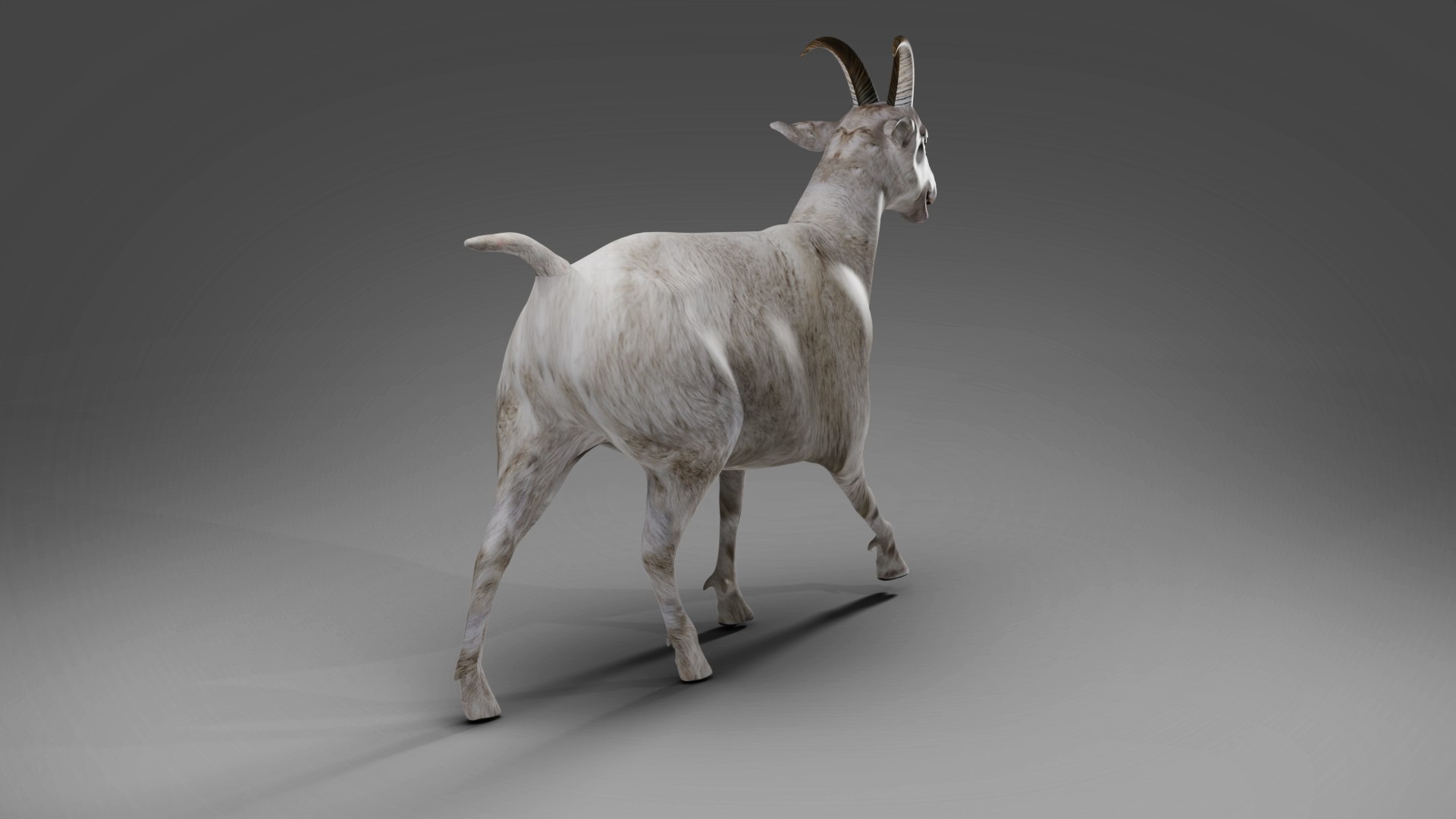 Goat 02 Rigged And Animation 3D Model - TurboSquid 2010010