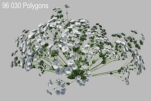 Gypsophila