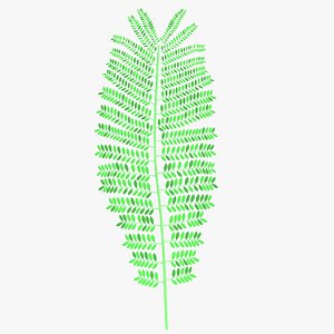 Even pinnately double compound leaf