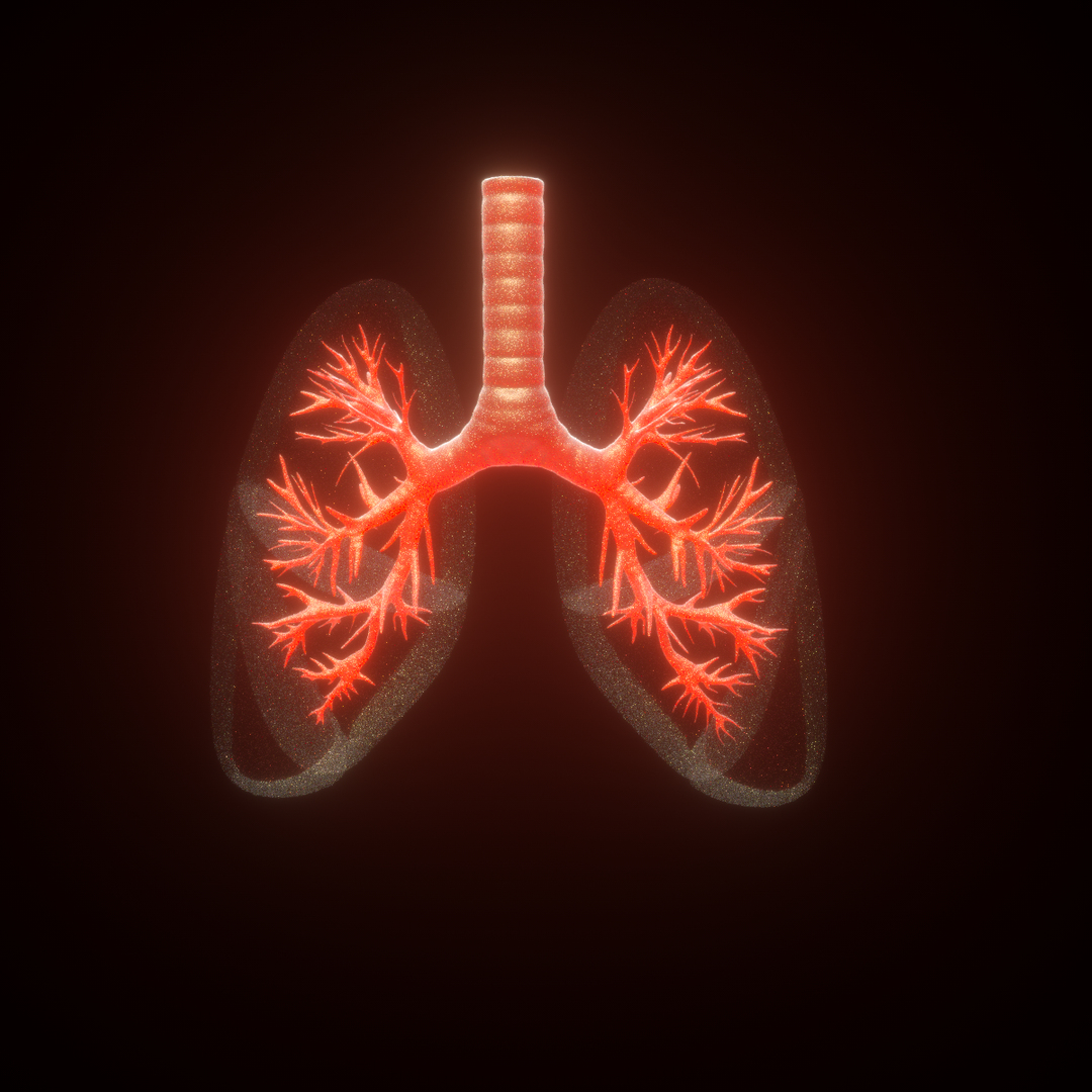 3D Human Lungs Anatomy Model - TurboSquid 1387510