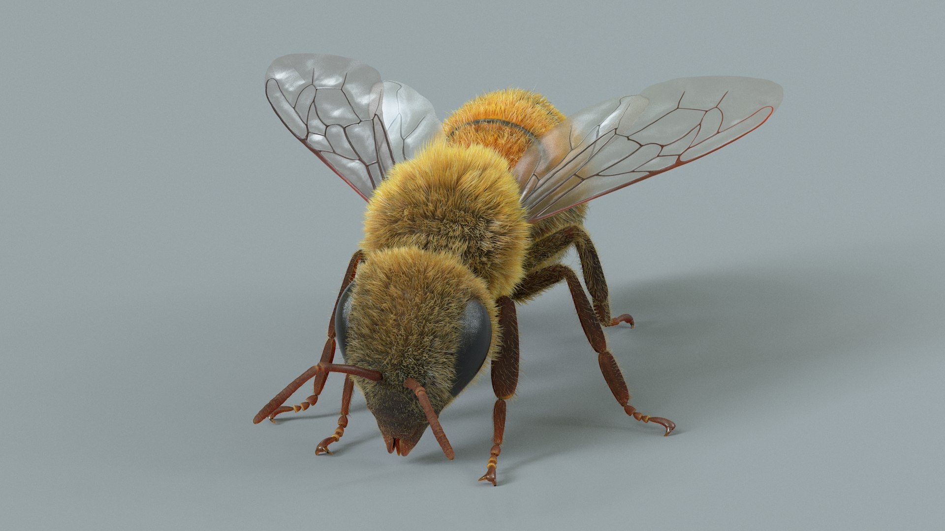 Honey Bee Rigged Xgen 3D model https://p.turbosquid.com/ts-thumb/HP/kBJp7X/3u/bee_rigged_09/jpg/1714983623/1920x1080/fit_q87/883fe3c1df8805bea29754f12c6b4a8a6ef8c35d/bee_rigged_09.jpg