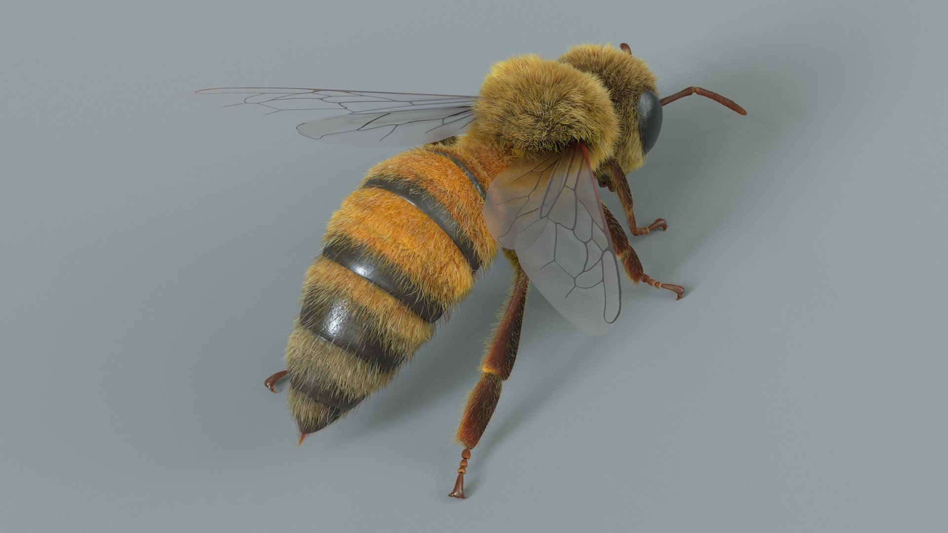 Honey Bee Rigged Xgen 3D model https://p.turbosquid.com/ts-thumb/HP/kBJp7X/8O/bee_rigged_04/jpg/1714983615/1920x1080/fit_q87/68c980f20400f6ff12b658c17c5b98c465c5c570/bee_rigged_04.jpg