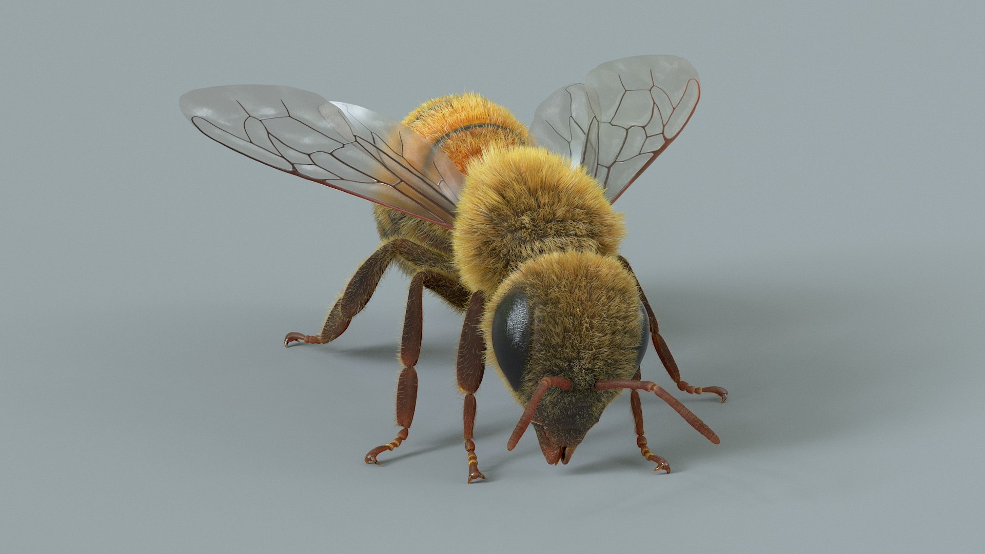 Honey Bee Rigged Xgen 3D model https://p.turbosquid.com/ts-thumb/HP/kBJp7X/8S/bee_rigged_10/jpg/1714983623/1920x1080/fit_q87/59a931b346b5ea06acdc683b4c59a7c14319181a/bee_rigged_10.jpg