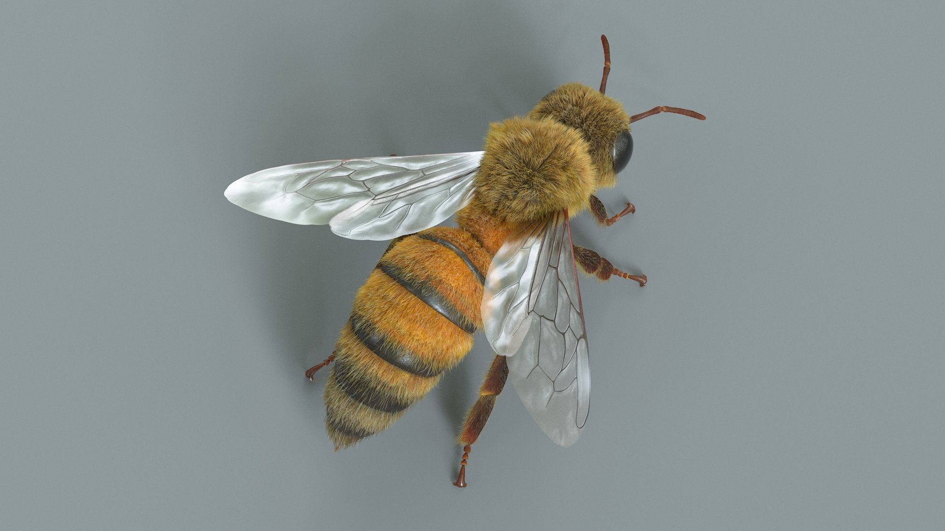 Honey Bee Rigged Xgen 3D model https://p.turbosquid.com/ts-thumb/HP/kBJp7X/Ii/bee_rigged_13/jpg/1714983627/1920x1080/fit_q87/c633050c729f0eb525939c3d96783090a4311234/bee_rigged_13.jpg