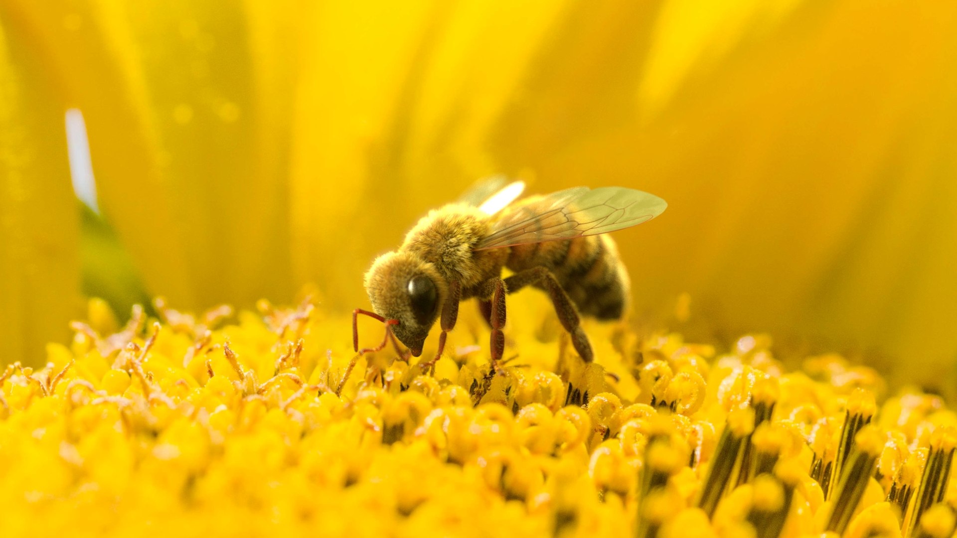 Honey Bee Rigged Xgen 3D model https://p.turbosquid.com/ts-thumb/HP/kBJp7X/Lt/bee_rigged_scene_01/jpg/1714983479/1920x1080/fit_q87/08724485987baca8d572d9423e4147e541b58f9b/bee_rigged_scene_01.jpg