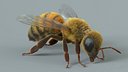 Honey Bee Rigged Xgen