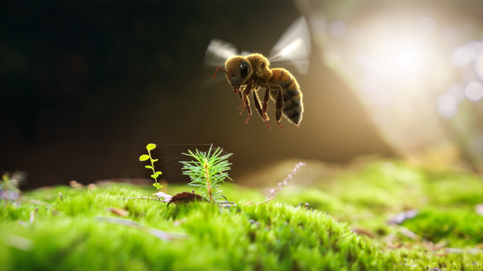 Honey Bee Rigged Xgen 3D model https://p.turbosquid.com/ts-thumb/HP/kBJp7X/QJ/bee_rigged_scene_02/jpg/1714983482/1920x1080/fit_q87/227345cf5cacccd7ab544f6e44c2b6f31be175a1/bee_rigged_scene_02.jpg