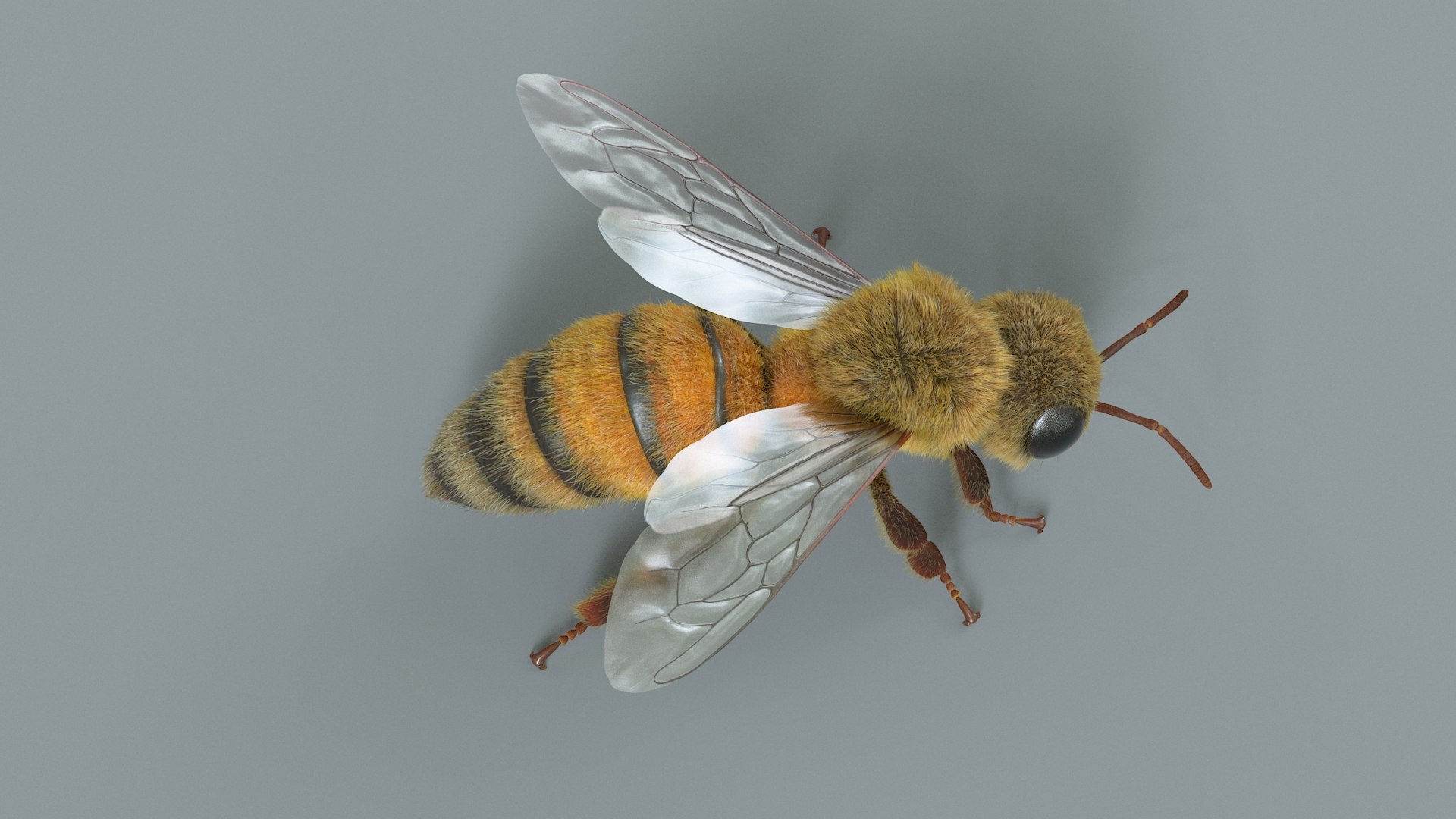 Honey Bee Rigged Xgen 3D model https://p.turbosquid.com/ts-thumb/HP/kBJp7X/bt/bee_rigged_12/jpg/1714983627/1920x1080/fit_q87/99f30d293675ab5338c5cb04cd7addcb0248495e/bee_rigged_12.jpg