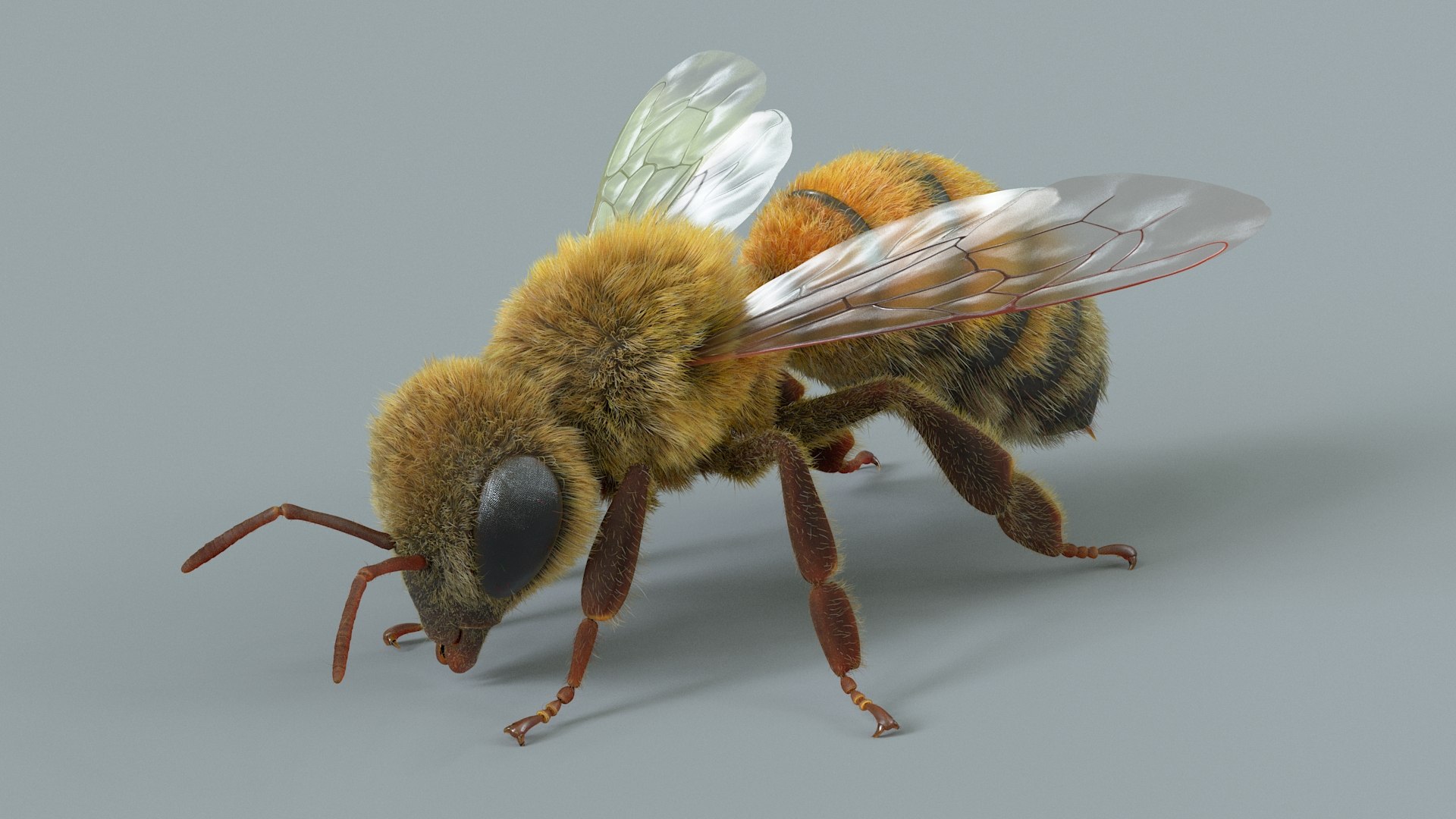 Honey Bee Rigged Xgen 3D model https://p.turbosquid.com/ts-thumb/HP/kBJp7X/eM/bee_rigged_08/jpg/1714983620/1920x1080/fit_q87/1a54310a4eccaede50995036a313b7716f6f4490/bee_rigged_08.jpg