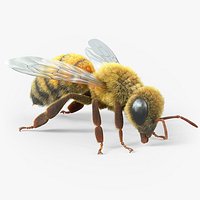 Honey Bee Rigged Xgen