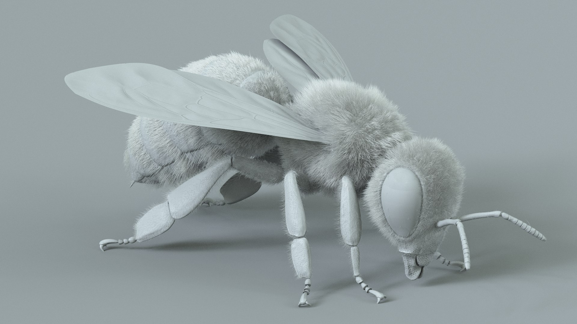 Honey Bee Rigged Xgen 3D model https://p.turbosquid.com/ts-thumb/HP/kBJp7X/n1/bee_rigged_14/jpg/1714983628/1920x1080/fit_q87/9b742467fceafb083eb5d50bd0c0446725ebcfea/bee_rigged_14.jpg