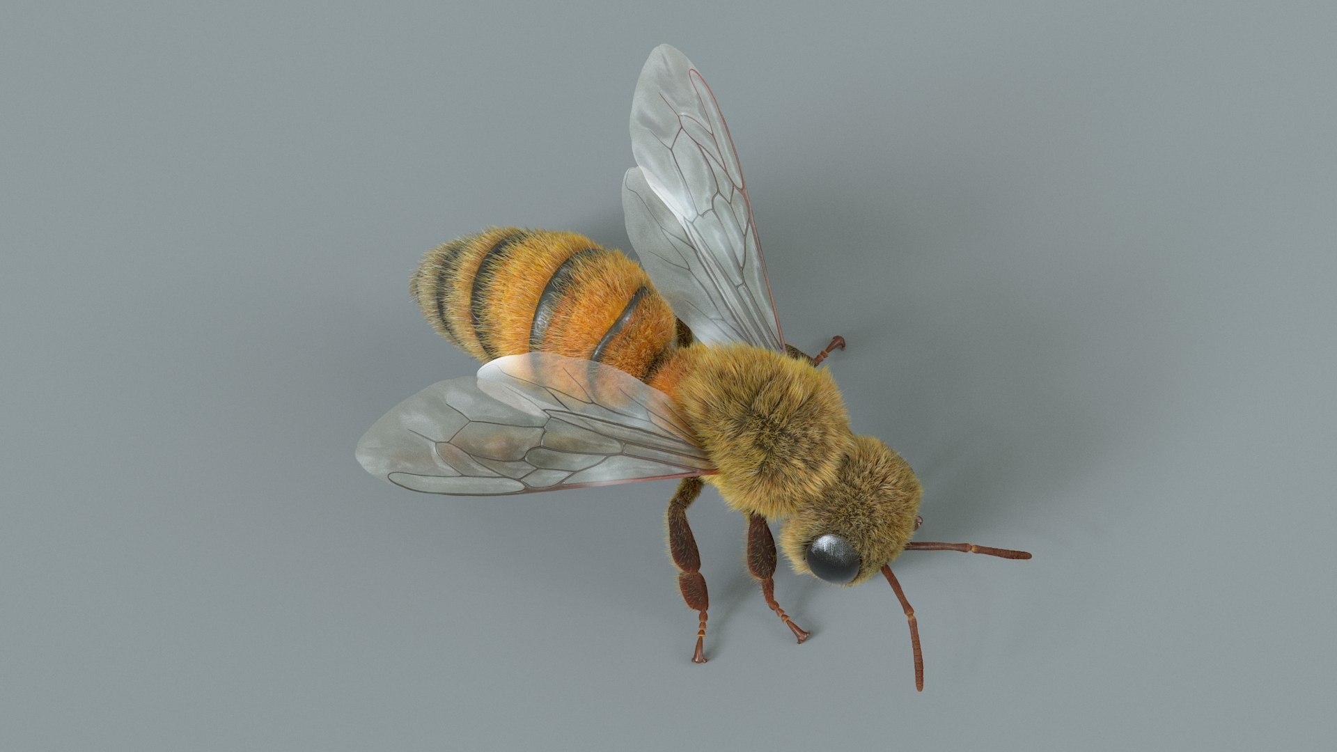 Honey Bee Rigged Xgen 3D model https://p.turbosquid.com/ts-thumb/HP/kBJp7X/uc/bee_rigged_11/jpg/1714983624/1920x1080/fit_q87/09d34be95b53cccda2845d22a1f7e6aa5cc3fa4c/bee_rigged_11.jpg