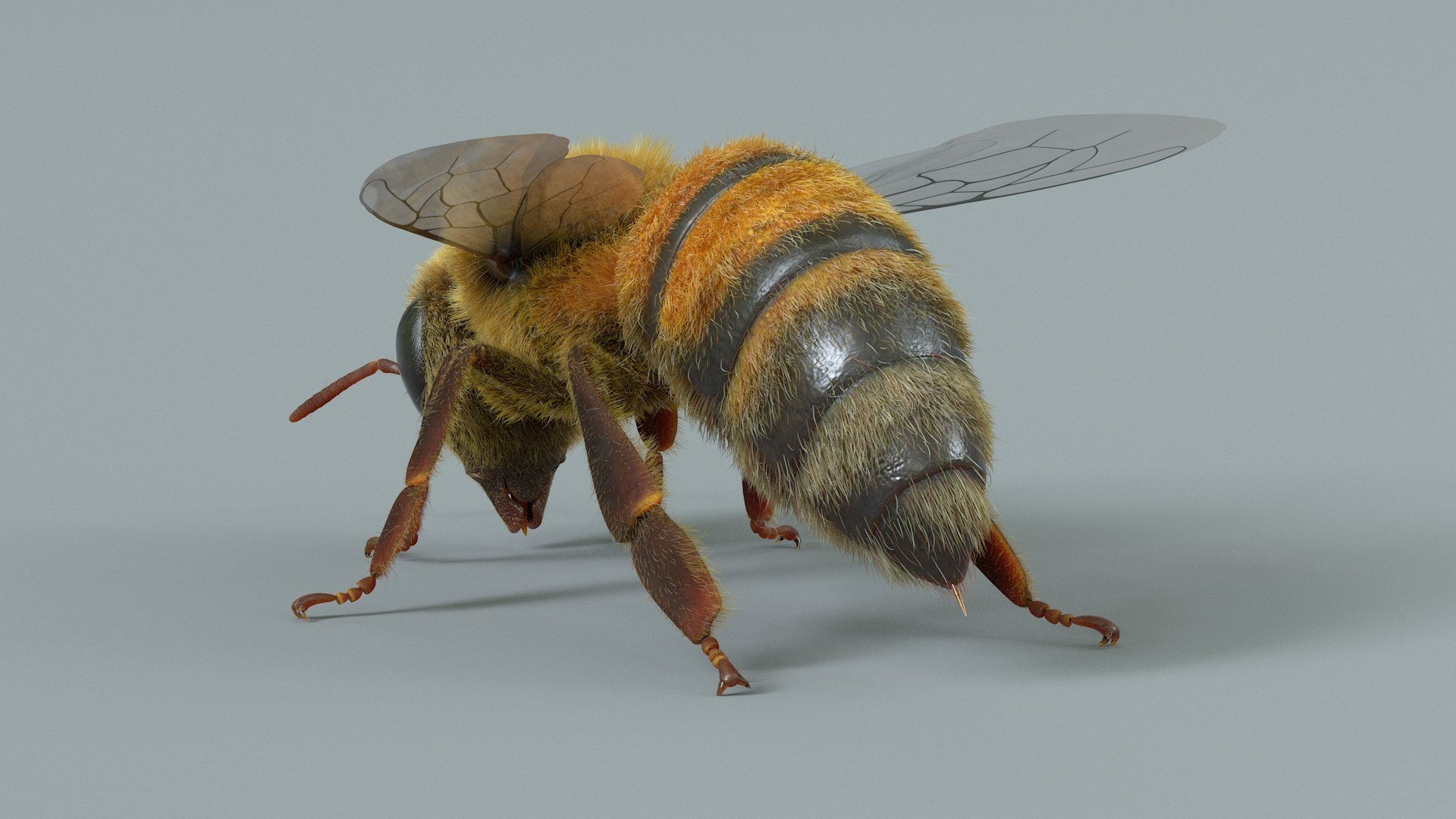 Honey Bee Rigged Xgen 3D model https://p.turbosquid.com/ts-thumb/HP/kBJp7X/vv/bee_rigged_06/jpg/1714983618/1920x1080/fit_q87/b944f3e9213164bd5bab055d977dedafbfd75682/bee_rigged_06.jpg