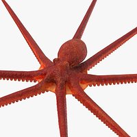 Octopus Stemcell
