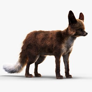 Baby Fox model