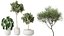 AV Indoor plants set 200 Mandarin Fruit Lemon Tree and Alocasia Jardin and Ficus Cyathistipula Fig a