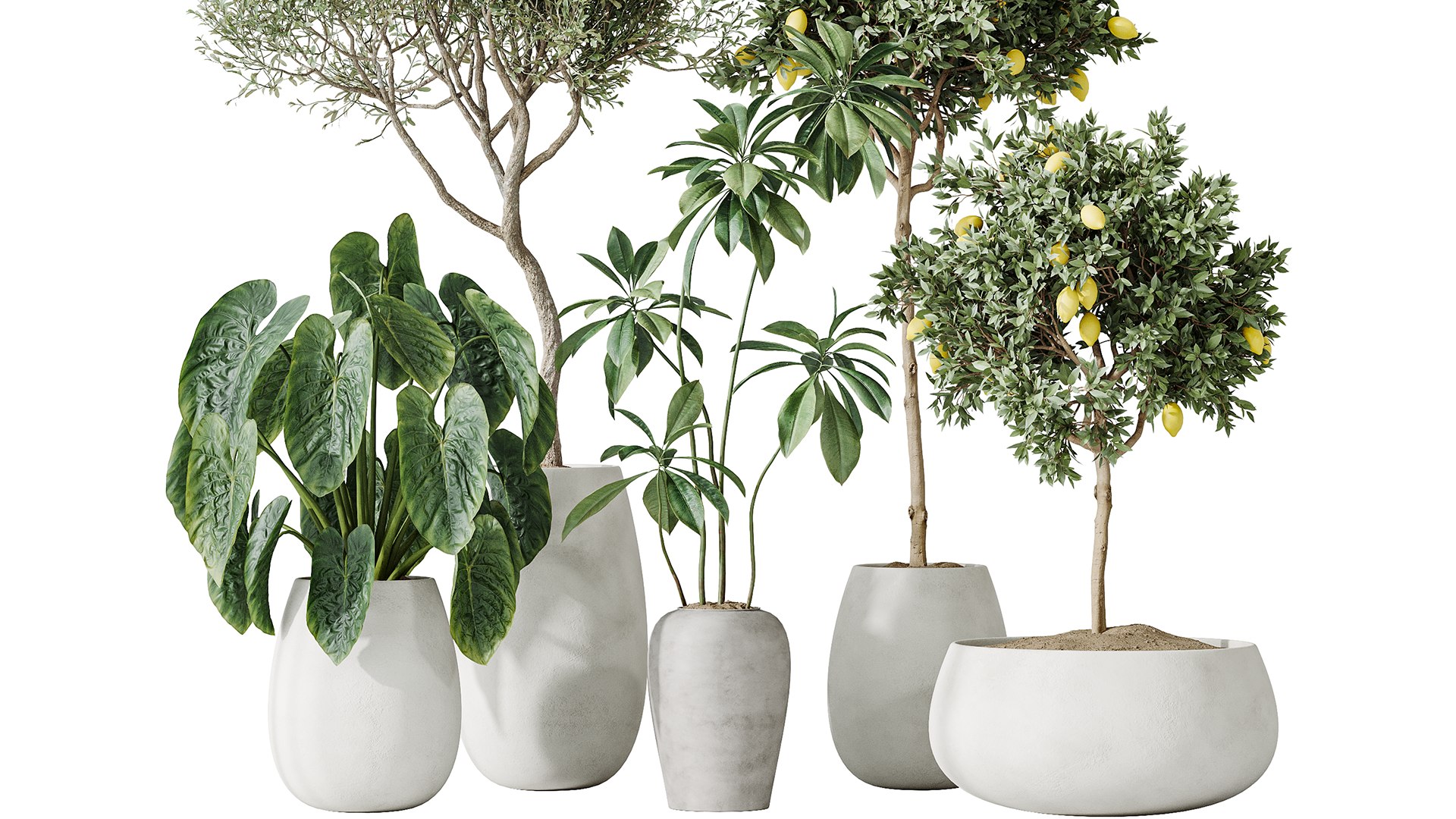AV Indoor plants set 200 Mandarin Fruit Lemon Tree and Alocasia Jardin and Ficus Cyathistipula Fig a 3D model https://p.turbosquid.com/ts-thumb/HP/y3oJ9t/Kv/06/png/1744096085/1920x1080/fit_q87/7c138835c4d0e3f3d8a04418e4f88bbdd53e96a5/06.jpg