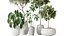 AV Indoor plants set 200 Mandarin Fruit Lemon Tree and Alocasia Jardin and Ficus Cyathistipula Fig a