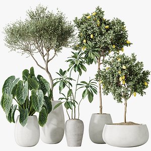 AV Indoor plants set 200 Mandarin Fruit Lemon Tree and Alocasia Jardin and Ficus Cyathistipula Fig a 3D model